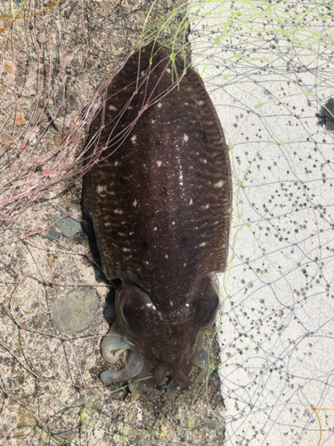 コウイカの釣果