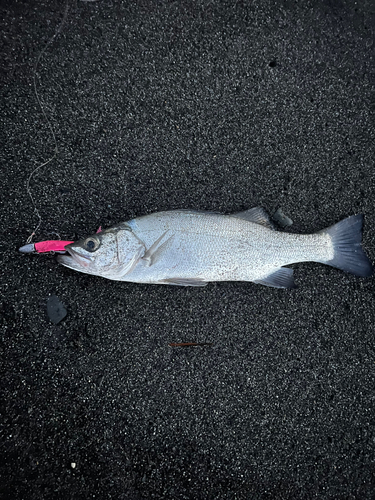 セイゴ（ヒラスズキ）の釣果