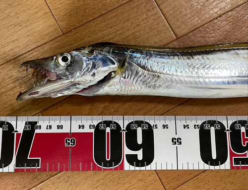 タチウオの釣果