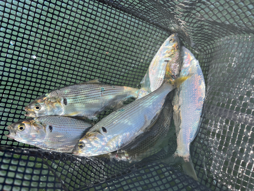 コノシロの釣果