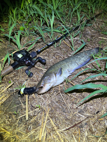 ナマズの釣果