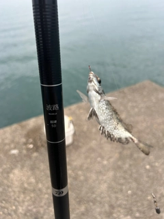 アイゴの釣果