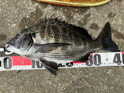 クロダイの釣果