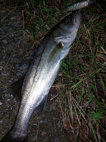 セイゴ（マルスズキ）の釣果