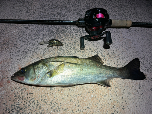 シーバスの釣果