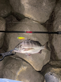 クロダイの釣果