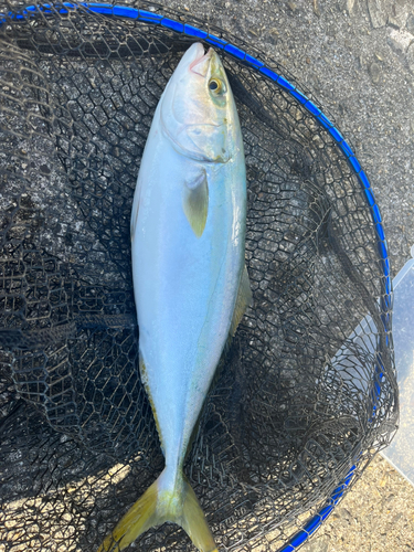 ハマチの釣果