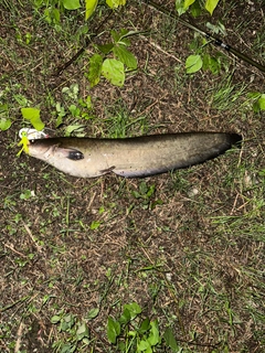 マナマズの釣果