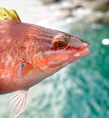 アカササノハベラの釣果