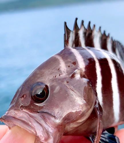 マハタの釣果