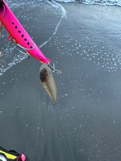 シタビラメの釣果