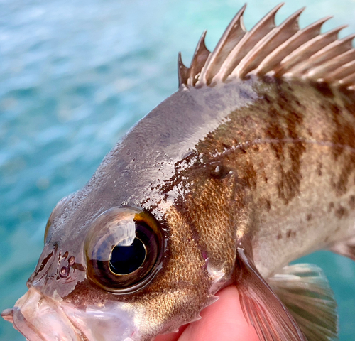 メバルの釣果