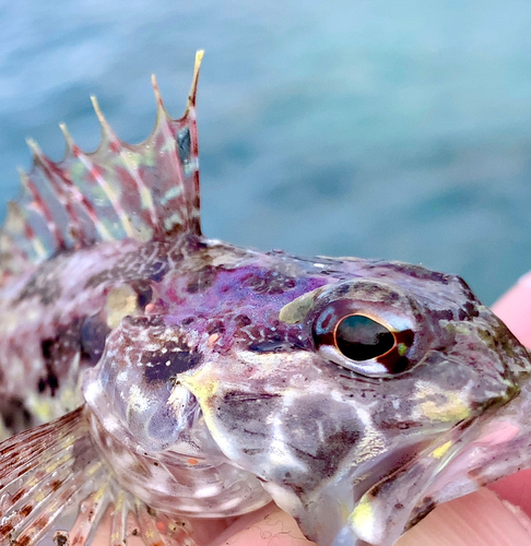 アナハゼの釣果