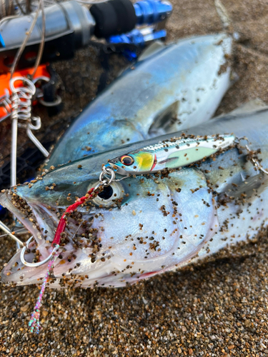 ハマチの釣果