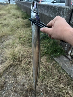 タチウオの釣果