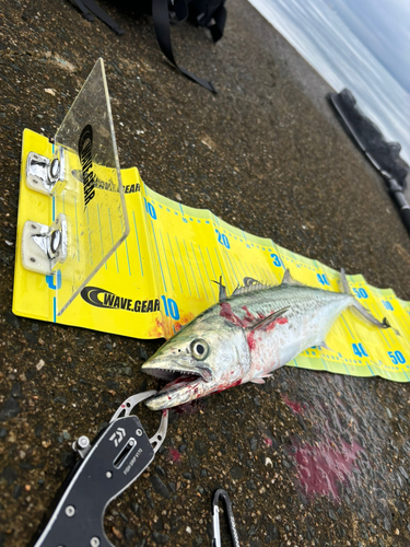 サゴシの釣果