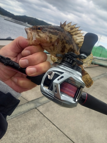 ベッコウゾイの釣果