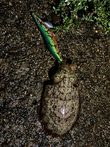 コウイカの釣果