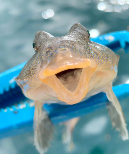 ネズミゴチの釣果