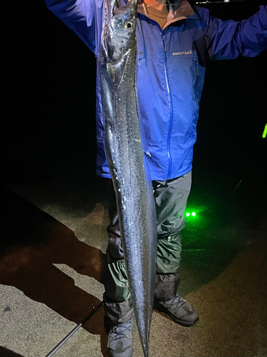 タチウオの釣果