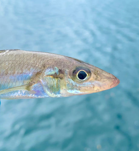 キスの釣果