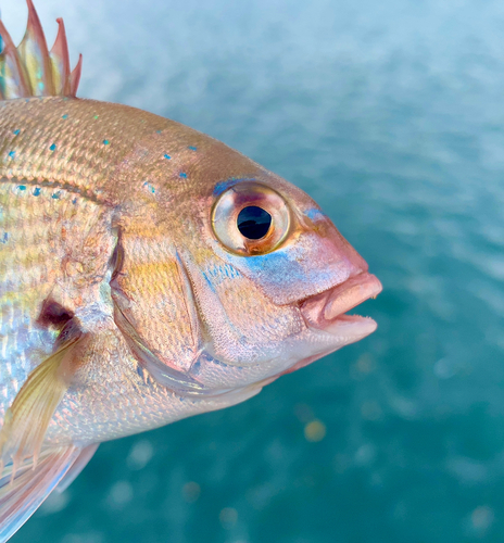 チャリコの釣果