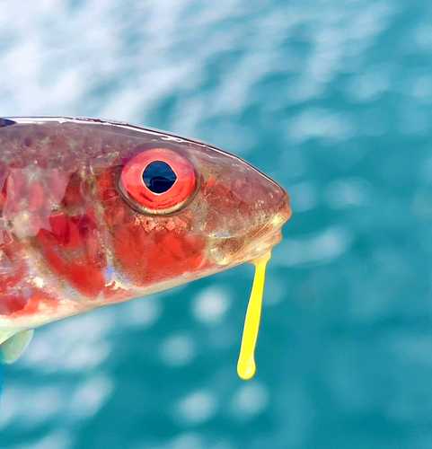 ヒメジの釣果