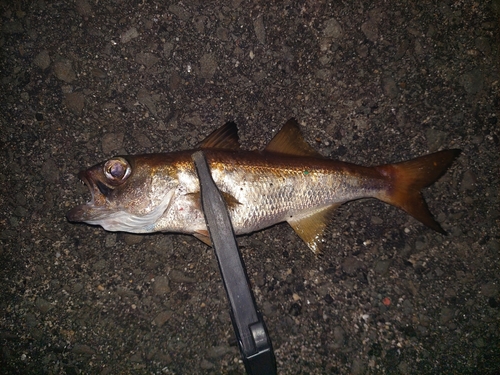 ムツの釣果