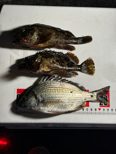 釣果