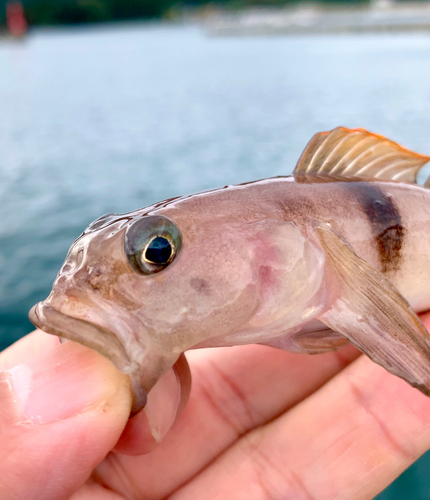 リュウグウハゼの釣果