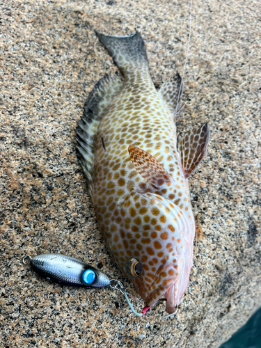 オオモンハタの釣果