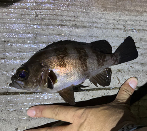 メバルの釣果