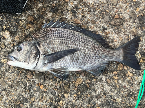 チヌの釣果