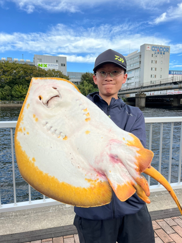 アカエイの釣果