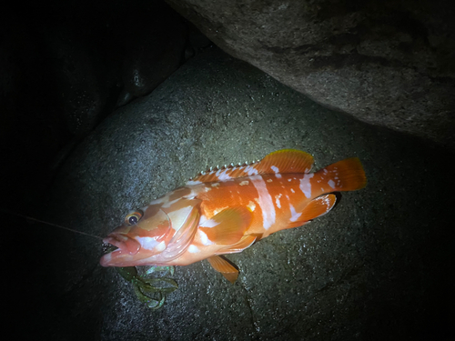 アカハタの釣果