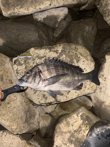 クロダイの釣果