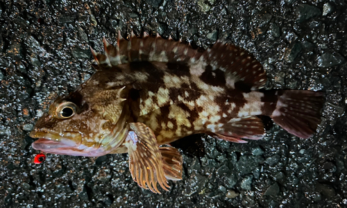 カサゴの釣果