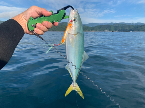 ツバスの釣果