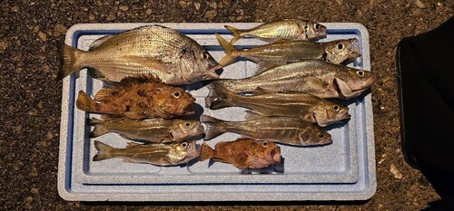 チヌの釣果