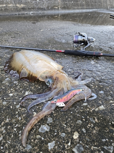 アオリイカの釣果