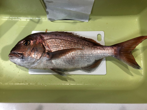 マダイの釣果