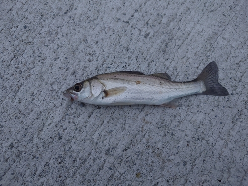 セイゴ（ヒラスズキ）の釣果