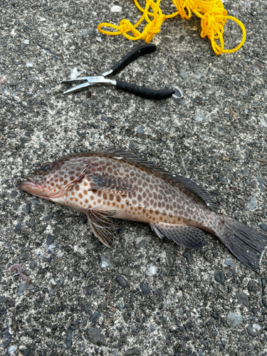 オオモンハタの釣果