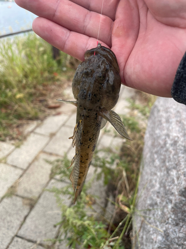 ウロハゼの釣果