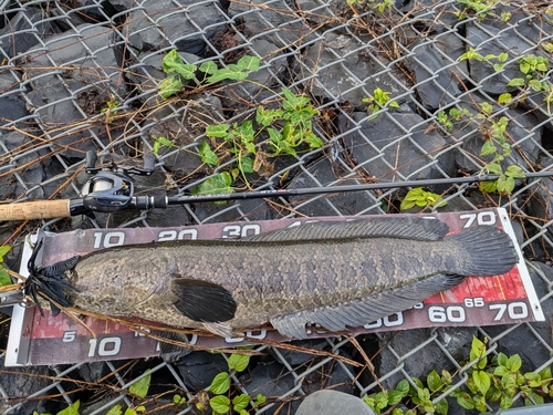 ライギョの釣果