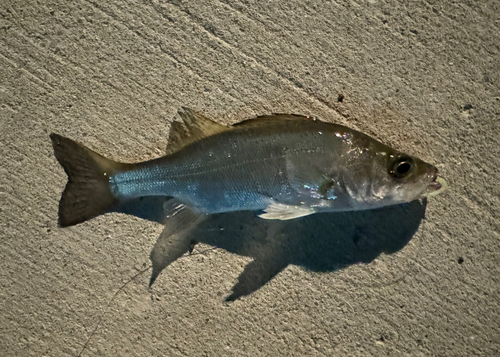 セイゴ（タイリクスズキ）の釣果