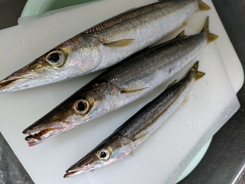 カマスの釣果