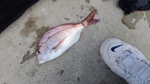 タイの釣果