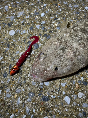 マゴチの釣果