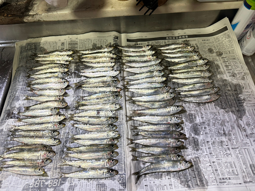 マイワシの釣果